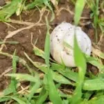 טיול ג'יפים בצפון